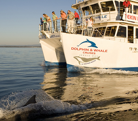 Dolphin Watch Cruise